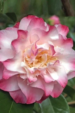 Nuccio's Jewel Camellia Japonica - 3 Gallon Pot -Plant Promotion Store Camellia Nucios Jewel 3