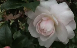 October Magic Dawn Camellia - 3 Gallon Pot -Plant Promotion Store Camellia October Magic Dawn