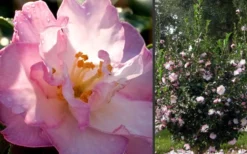 October Magic Orchid Camellia - 3 Gallon Pot 8 October Magic Orchid Camellia - 3 Gallon Pot -Plant Promotion Store Camellia October Magic Orchid Flowers 2 1