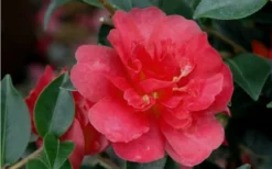 October Magic Rose Camellia - 2 Gallon Pot -Plant Promotion Store Camellia October Magic Rose Closeup Flower 2