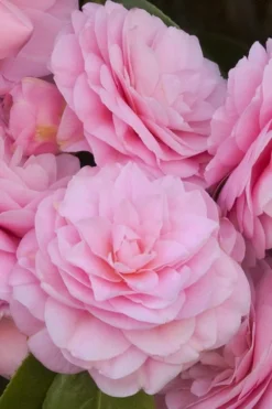 Pearl Maxwell Camellia Japonica - 3 Gallon Pot -Plant Promotion Store Camellia Pearl Maxwell 10