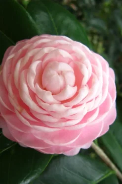 Pink Perfection Camellia Japonica - 7 Gallon Pot (3-4') -Plant Promotion Store Camellia Pink Perfection 27