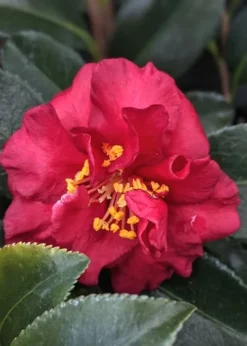Reverend Ida Red ShiShi Gashira Dwarf Camellia Sasanqua - 3 Gallon Pot 7 Reverend Ida Red ShiShi Gashira Dwarf Camellia Sasanqua - 3 Gallon Pot -Plant Promotion Store Camellia Reverend Ida 3