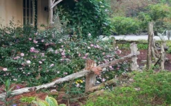 Sarrel Dwarf Camellia Sasanqua - 1 Gallon Pot -Plant Promotion Store Camellia Sarrel 5