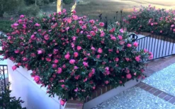 Shishi Gashira Dwarf Camellia Sasanqua - 3 Gallon Pot -Plant Promotion Store Camellia Shishi Gashira 33 1
