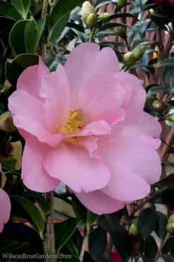 Taylors Perfection Pink Camellia Hybrid - 3 Gallon Pot -Plant Promotion Store Camellia Taylors Perfection 60