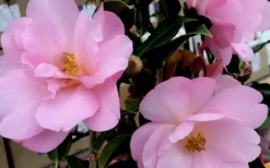 Taylors Perfection Pink Camellia Hybrid - 3 Gallon Pot -Plant Promotion Store Camellia Taylors Perfection 61