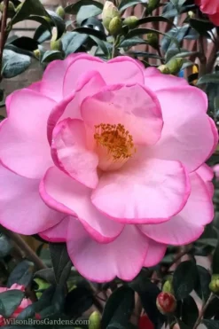 Taylors Perfection Pink Camellia Hybrid - 3 Gallon Pot -Plant Promotion Store Camellia Taylors Perfection 62