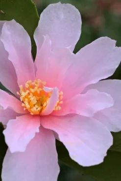 Winter's Toughie Cold Hardy Camellia - 3 Gallon Pot -Plant Promotion Store Camellia Winters Toughie 3