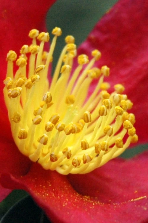 Yuletide Camellia Sasanqua - 1 Gallon Pot 5 Yuletide Camellia Sasanqua - 1 Gallon Pot - Image 5