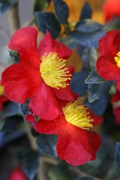 Yuletide Camellia Sasanqua - 7 Gallon Pot (3-4') 11 Yuletide Camellia Sasanqua - 7 Gallon Pot (3-4') -Plant Promotion Store Camellia Yuletide 32