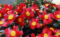 Yuletide Camellia Sasanqua - 7 Gallon Pot (3-4') 13 Yuletide Camellia Sasanqua - 7 Gallon Pot (3-4') -Plant Promotion Store Camellia Yuletide 34