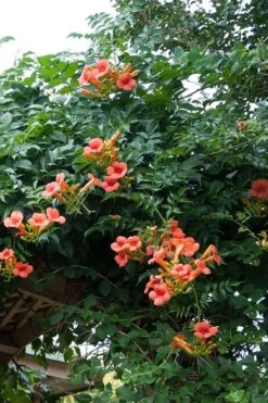 Madame Galen Trumpet Vine - 2 Pack Of Quart Pots -Plant Promotion Store Campsis Madame Galen 500x750 1