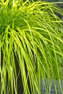 Evercolor Everillo Carex - 1 Gallon Pot -Plant Promotion Store Carex Everillo 500x750 2