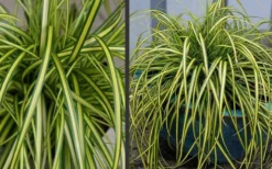 Evercolor Eversheen Carex - 5 Pack Of Quart Pots -Plant Promotion Store Carex Eversheen 2