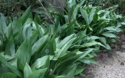 Cast Iron Plant - 2 Gallon Pot 11 Cast Iron Plant - 2 Gallon Pot -Plant Promotion Store Cast Iron Plant 3