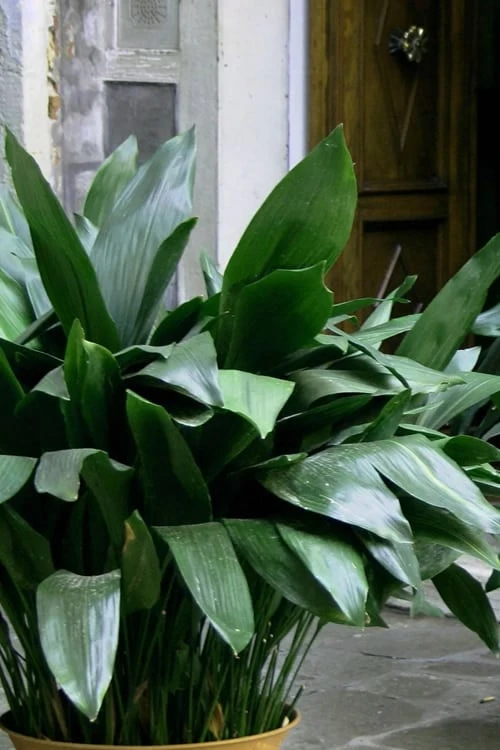 Cast Iron Plant - 2 Gallon Pot 1 Cast Iron Plant - 2 Gallon Pot