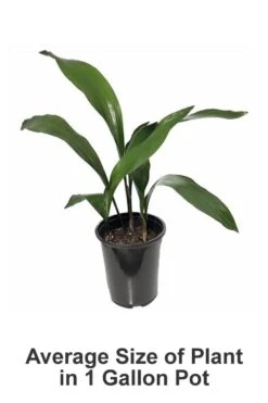 Cast Iron Plant - 2 Gallon Pot 8 Cast Iron Plant - 2 Gallon Pot -Plant Promotion Store Cast iron Plant 20