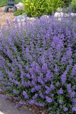 Walker's Low Catmint (Nepeta X Faassenii) - 5 Pack Of Quart Pots -Plant Promotion Store Catmint Walkers Low 4