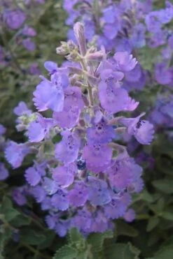 Walker's Low Catmint (Nepeta X Faassenii) - 1 Gallon Pot -Plant Promotion Store Catmint Walkers Low 5 1