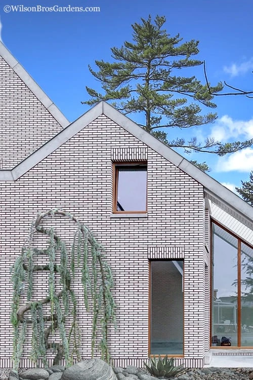 Serpentine Weeping Blue Atlas Cedar - 5 Gallon Pot 1 Serpentine Weeping Blue Atlas Cedar - 5 Gallon Pot