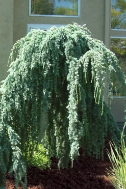 Weeping Blue Atlas Cedar - 5 Gallon Pot -Plant Promotion Store Cedar Weeping Blue Atlas 4