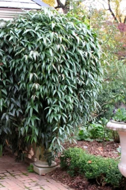 Snowdrift Evergreen Clematis Armandii - 2 Gallon Pot -Plant Promotion Store Clematis Armandii Snowdrift 52
