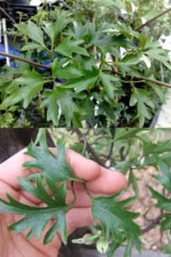 Avalanche Evergreen Clematis - 2 Gallon Pot -Plant Promotion Store Clematis Avalanche 15