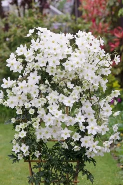 Avalanche Evergreen Clematis - 2 Gallon Pot -Plant Promotion Store Clematis Avalanche 5