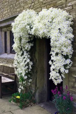 Avalanche Evergreen Clematis - 2 Gallon Pot -Plant Promotion Store Clematis Avalanche 7