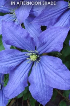Rhapsody Clematis - 1 Gallon Pot -Plant Promotion Store Clematis Rhapsody in shade
