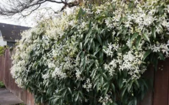 Snowdrift Evergreen Clematis Armandii - 2 Gallon Pot -Plant Promotion Store Clematis Snowdrift 22