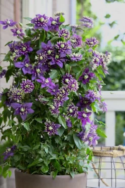Taiga Clematis - 3 Gallon Pot -Plant Promotion Store Clematis Taiga 10
