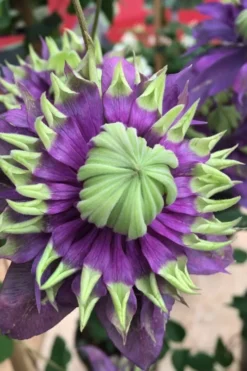 Taiga Clematis - 3 Gallon Pot -Plant Promotion Store Clematis Taiga 2