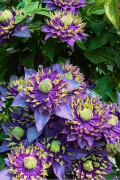 Taiga Clematis - 3 Gallon Pot -Plant Promotion Store Clematis Taiga 4