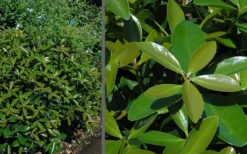 Bigfoot Cleyera Japonica - 3 Gallon Pot 8 Bigfoot Cleyera Japonica - 3 Gallon Pot -Plant Promotion Store Cleyera Bigfoot