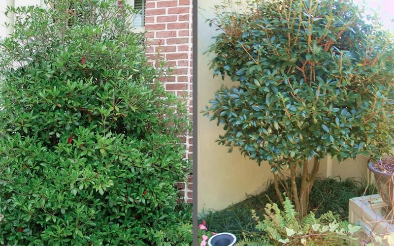 Bigfoot Cleyera Japonica - 3 Gallon Pot 5 Bigfoot Cleyera Japonica - 3 Gallon Pot - Image 5