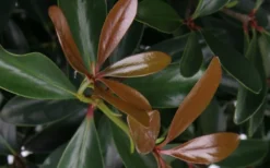 LeAnn Cleyera Japonica - 3 Gallon Pot -Plant Promotion Store Cleyera LeAnn Japonica