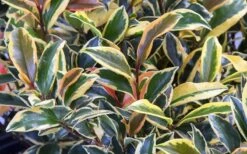 Romeo Variegated Cleyera Japonica - 2 Gallon Pot -Plant Promotion Store Cleyera Romeo 3