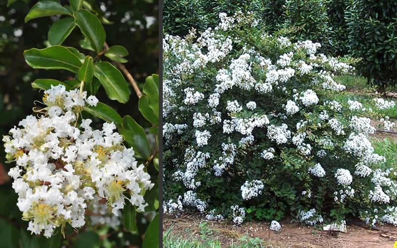 Acoma Weeping White Crape Myrtle - 3 Gallon Pot 6 Acoma Weeping White Crape Myrtle - 3 Gallon Pot - Image 6