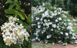 Acoma Weeping White Crape Myrtle - 6 Pack Of 1 Gallon Pots 11 Acoma Weeping White Crape Myrtle - 6 Pack Of 1 Gallon Pots -Plant Promotion Store Crape Myrtle Acoma 3