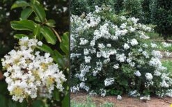 Acoma Weeping White Crape Myrtle - 7 Gallon Pot (4-5') -Plant Promotion Store Crape Myrtle Acoma 3 4