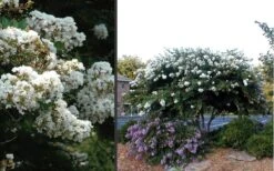 Acoma Weeping White Crape Myrtle - 5 Gallon Pot 10 Acoma Weeping White Crape Myrtle - 5 Gallon Pot -Plant Promotion Store Crape Myrtle Acoma 4 1