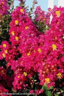 Berry Dazzle Dwarf Crape Myrtle - 2 Gallon Pot 9 Berry Dazzle Dwarf Crape Myrtle - 2 Gallon Pot -Plant Promotion Store Crape Myrtle Berry Dazzle 11