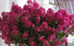 Berry Dazzle Dwarf Crape Myrtle - 2 Gallon Pot 11 Berry Dazzle Dwarf Crape Myrtle - 2 Gallon Pot -Plant Promotion Store Crape Myrtle Berry Dazzle 3