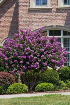 Catawba Purple Crape Myrtle - 5 Gallon Pot 8 Catawba Purple Crape Myrtle - 5 Gallon Pot -Plant Promotion Store Crape Myrtle Catawba 5