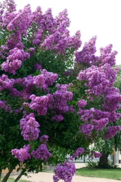 Catawba Purple Crape Myrtle - 5 Gallon Pot 9 Catawba Purple Crape Myrtle - 5 Gallon Pot -Plant Promotion Store Crape Myrtle Catawba 500x750 1