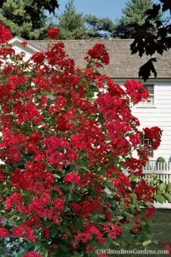 Colorama Scarlet Red Crape Myrtle - 7 Gallon Pot (3-4') 7 Colorama Scarlet Red Crape Myrtle - 7 Gallon Pot (3-4') -Plant Promotion Store Crape Myrtle Colorama Scarlet 1