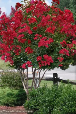Plant Promotion Store 34 Colorama Scarlet Red Crape Myrtle - 7 Gallon Pot (3-4')