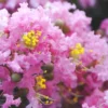 Dazzle Me Pink Dwarf Crape Myrtle - 3 Gallon Pot